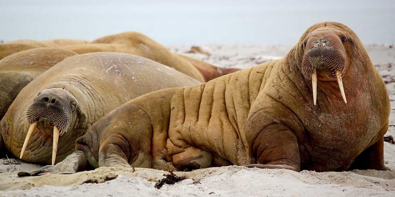 文本的影像漂流：艺术MTV如何用摄影将诗歌、俳句与歌词具象化