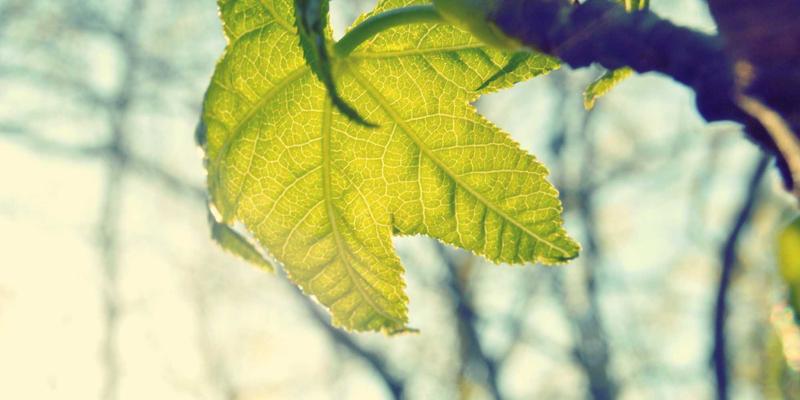 艺术MTV40:当视觉艺术邂逅禅意美学,导演如何重塑音乐影像新维度