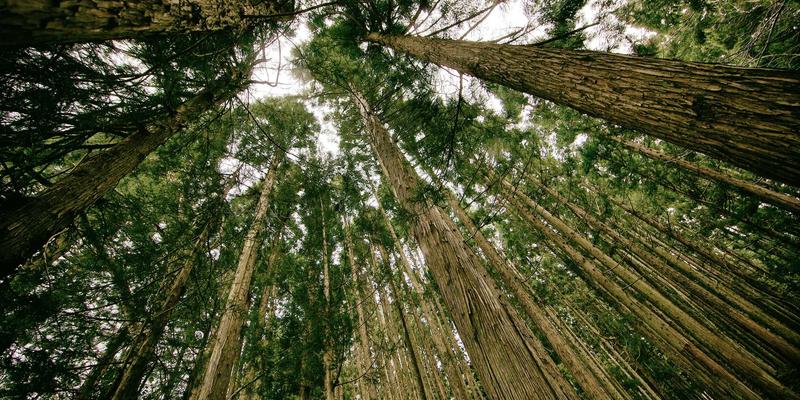 艺术MTV74:当禅意美学邂逅独立音乐,一场视听哲学的觉醒