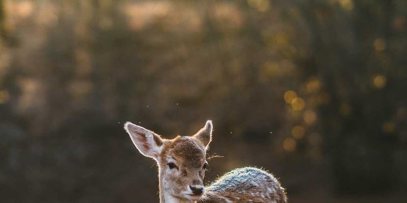 艺术MTV99：当视觉艺术与音乐视频碰撞的数字美学革命