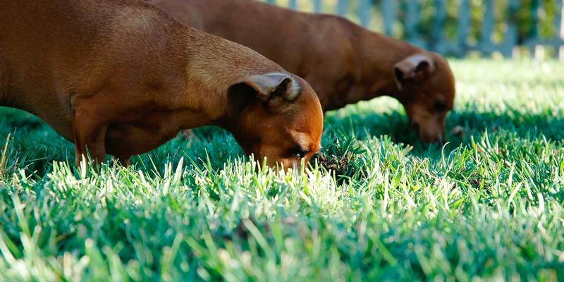 解构殖民凝视：摄影与艺术MTV中原住民神话符号的去中心化创作